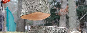 Best Firewood Processing and Delivery  in Burgettstown, PA