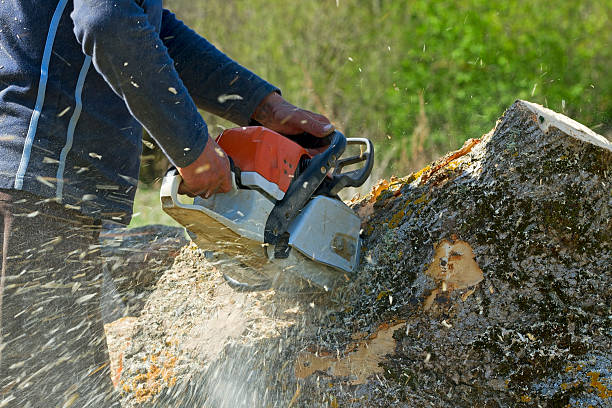Best Tree Cabling and Bracing  in Burgettstown, PA